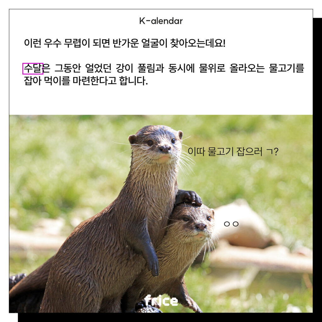 이런 우수 무렵이 되면 반가운 얼굴이 찾아오는데요!
수달은 그동안 얼었던 강이 풀림과 동시에 물위로 올라오는 물고기를 잡아 먹이를 마련한다고 합니다.
(수달 사진)