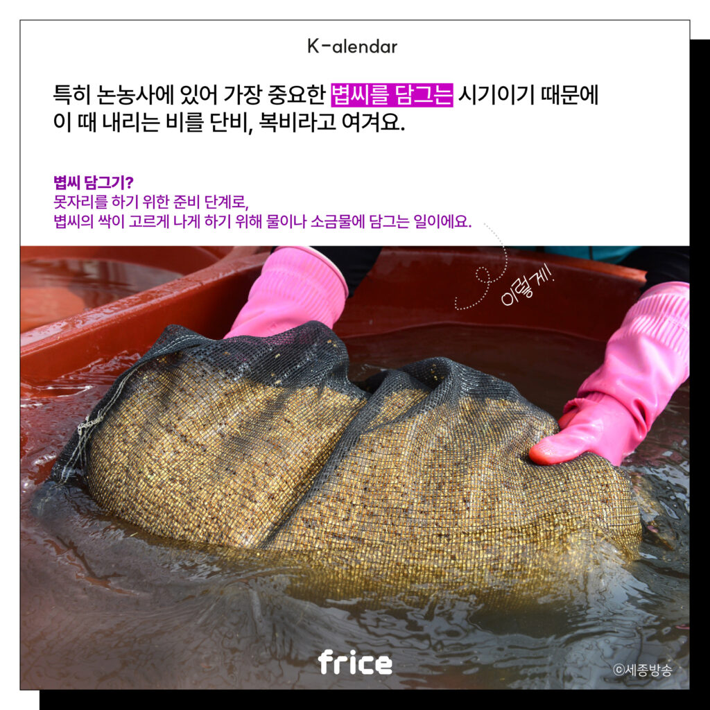 특히 논농사에 있어 가장 중요한 볍씨를 담그는 시기이기 때문에 
이 때 내리는 비를 단비, 복비라고 여겨요.
볍씨 담그기?
못자리를 하기 위한 준비 단계로, 볍씨의 싹이 고르게 나게 하기 위해 물이나 소금물에 담그는 일이에요.
(볍씨를 물에 담그는 손을 배경에 제시) (C)세종방