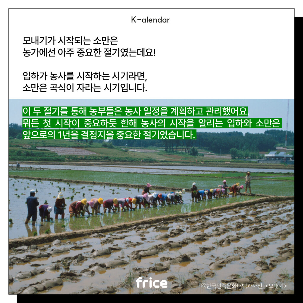 (모내기하는 모습을 담은 현대 논농사풍경을 배경으로 씀) (C)한국민족대백과사전
모내기가 시작되는 소만은 
농가에선 아주 중요한 절기였는데요!
입하가 농사를 시작하는 시기라면, 
소만은 곡식이 자라는 시기입니다.
이 두 절기를 통해 농부들은 농사 일정을 계획하고 관리했어요. 
뭐든 첫 시작이 중요하듯 한해 농사의 시작을 알리는 입하와 소만은 앞으로의 1년을 결정지을 중요한 절기였습니다.
