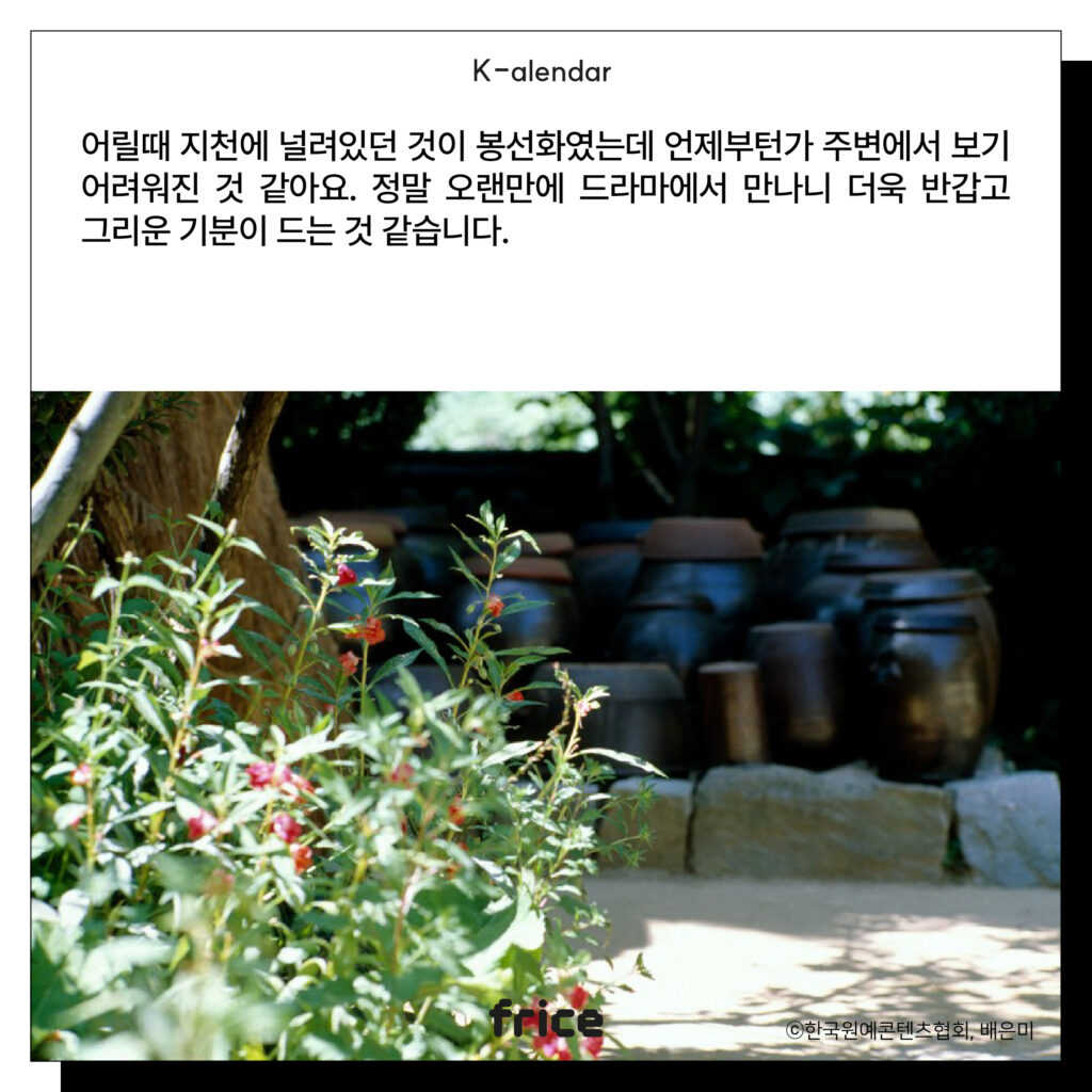 어릴때 지천에 널려있던 것이 봉선화였는데 언제부턴가 주변에서 보기 어려워진 것 같아요. 정말 오랜만에 드라마에서 만나니 더욱 반갑고 그리운 기분이 드는 것 같습니다.
(장독대 옆 봉선화 사진을 글과 나란히 배치)(C)한국원예콘텐츠협회, 배은미