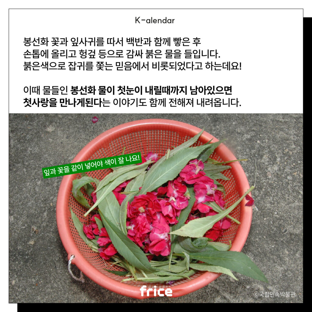 봉선화 꽃과 잎사귀를 따서 백반과 함께 빻은 후
손톱에 올리고 헝겊 등으로 감싸 붉은 물을 들입니다.
붉은색으로 잡귀를 쫓는 믿음에서 비롯되었다고 하는데요!
이때 물들인 봉선화 물이 첫눈이 내릴때까지 남아있으면
첫사랑을 만나게된다는 이야기도 함께 전해져 내려옵니다.
잎과 꽃을 같이 넣어야 색이 잘 나요!
(봉선화 꽃잎과 잎사귀를 플라스틱 바구니에 담은 모습)(C)국립민속박물관