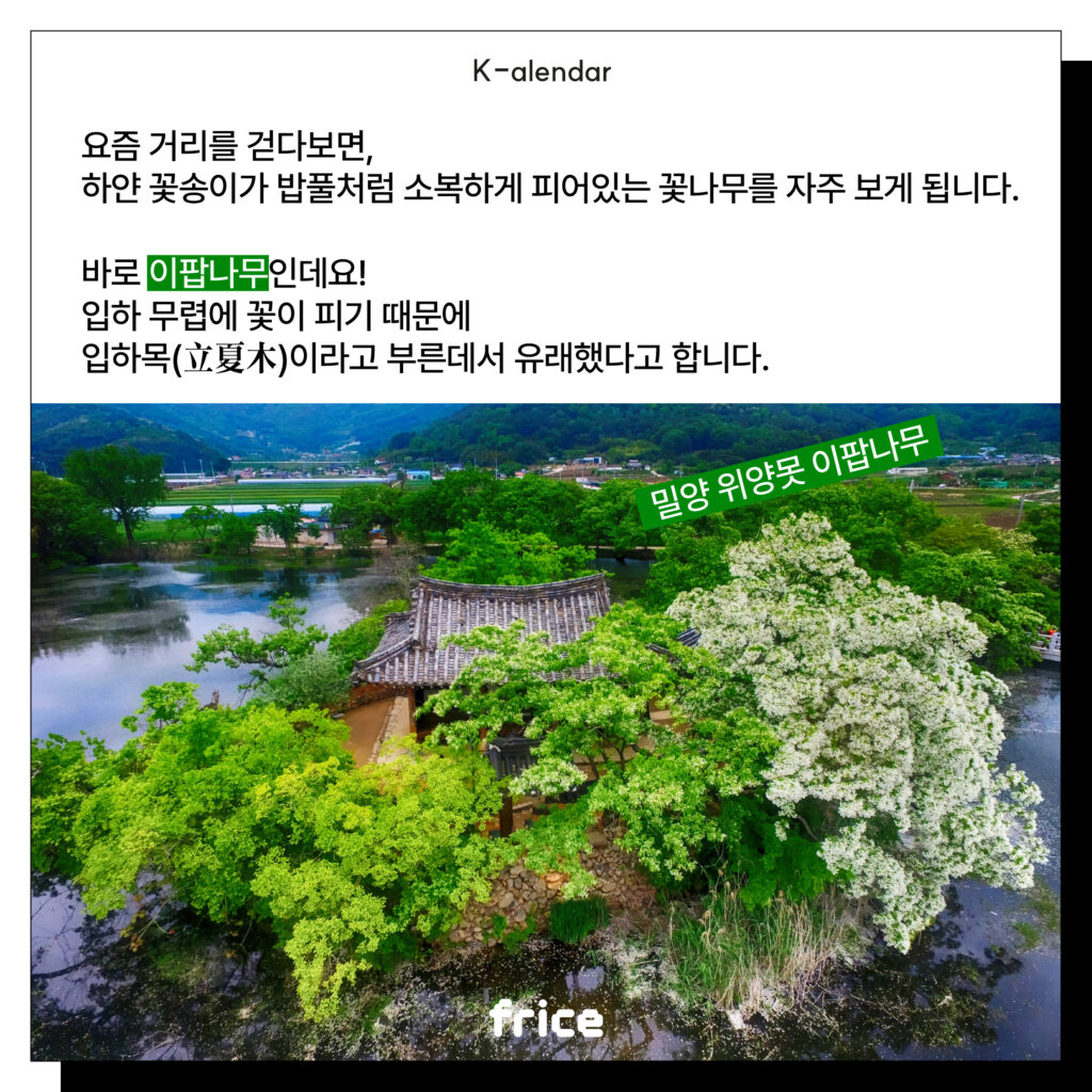 요즘 거리를 걷다보면,
하얀 꽃송이가 밥풀처럼 소복하게 피어있는 꽃나무를 자주 보게 됩니다.
바로 이팝나무인데요!
입하 무렵에 꽃이 피기 때문에
입하목(立夏木)이라고 부른데서 유래했다고 합니다.
(밀양 위양못에 화려하게 핀 이팝나무 사진을 배경사진으로 씀)
