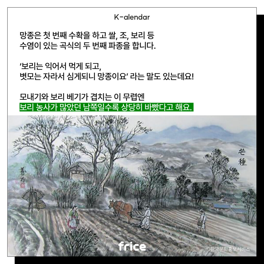 (여름철 밭갈이 풍경을 담은 풍속화를 배경으로 씀) (C)한국문화홍보서비스
망종은 첫 번째 수확을 하고 쌀, 조, 보리 등 
수염이 있는 곡식의 두 번째 파종을 합니다.
‘보리는 익어서 먹게 되고, 
볏모는 자라서 심게되니 망종이요’ 라는 말도 있는데요!
모내기와 보리 베기가 겹치는 이 무렵엔
보리 농사가 많았던 남쪽일수록 상당히 바빴다고 해요. 