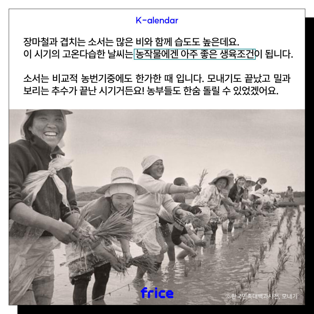 장마철과 겹치는 소서는 많은 비와 함께 습도도 높은데요.
이 시기의 고온다습한 날씨에는 농작물에게는 아주 좋은 생육조건이 됩니다.
소서는 비교적 농번기중에도 한가한 때입니다. 모내기도 끝났고 밀과 보리는 추수가 끝난 시기거든요! 동부들도 한숨 돌릴 수 있었겠어요.
(모내기하는 오늘날 농부들 사진 (C)모내기, 한국민속대백과사전)